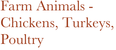 Farm Animals -
Chickens, Turkeys,
Poultry