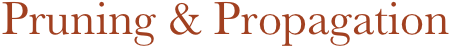Pruning & Propagation